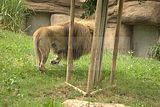 leipzig zoo-01_07_2011_zoo_allgemein_323